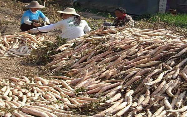 薯渣烘干生產線中都包含哪些設備